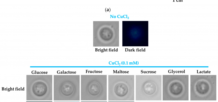 Saccharomyces cerevisiae Concentrates Subtoxic Copper onto Cell Wall from Solid Media Containing Reducing Sugars as Carbon Source