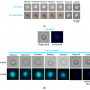 Saccharomyces cerevisiae Concentrates Subtoxic Copper onto Cell Wall from Solid Media Containing Reducing Sugars as Carbon Source
