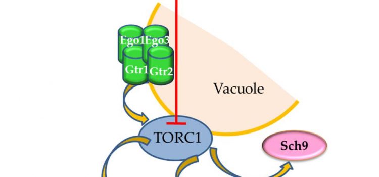 Saccharomyces cerevisiae and Caffeine Implications on the Eukaryotic Cell