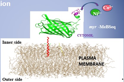 Engineering yeast cells for heavy metal accumulation